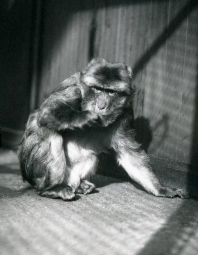 Un singe de Barbarie au zoo de Londres, mars 1914 - Frederick William Bond